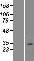 SNAI3 Protein (Over-Expression Lysate Myc-DDK (Flag))