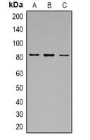 Polyclonal Rabbit anti-Human CAPN1 / Calpain 1 Antibody (IHC, WB)