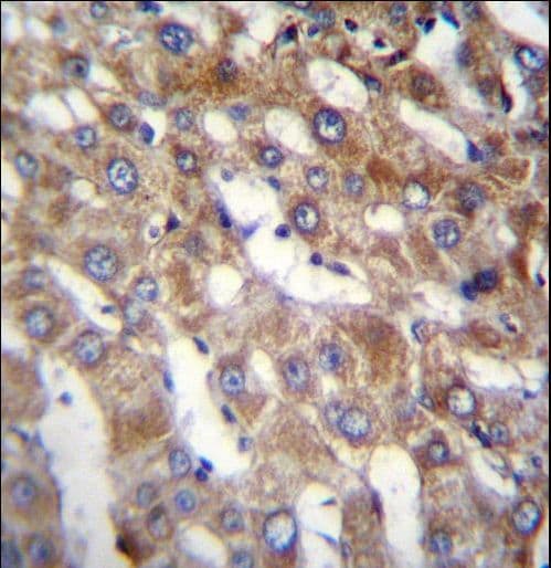 BEND7 Antibody (aa319-348)