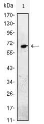 EGF Antibody (clone 4E+11)
