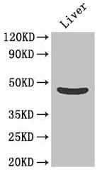 Polyclonal Rabbit anti-Human OLFML1 Antibody