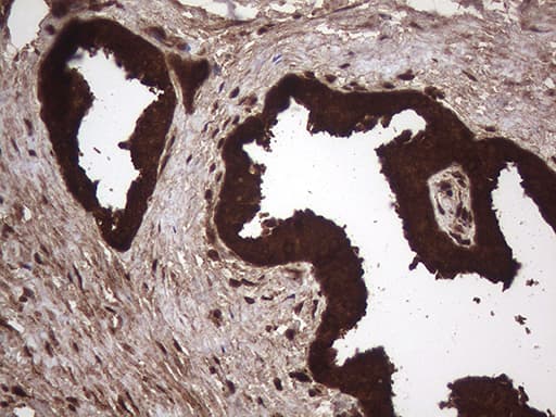 AGR2 Antibody (aa21-175, clone OTI5D8, Carrier-free)