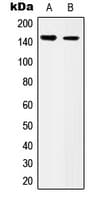 ITGA3 / CD49c Antibody (Internal)