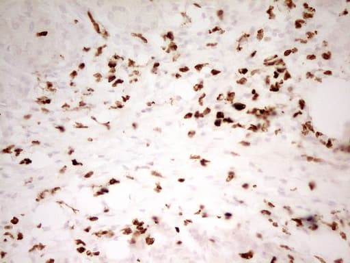 IHC-plus™ MNDA Antibody (aa37-321, clone 4H6)