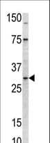 MRPL24 Antibody (aa185-214)