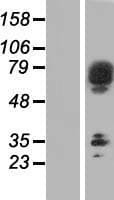 SCFD2 Protein (Over-Expression Lysate Myc-DDK (Flag))