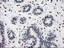 TYRO3 Antibody (clone OTI5B4)