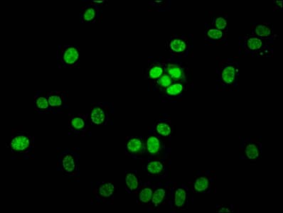 HIST1H1E Antibody