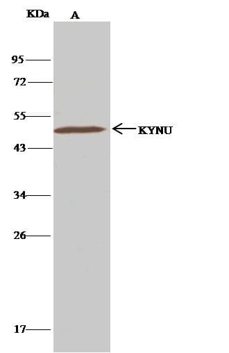 KYNU Antibody (clone 062, Preservative Free)