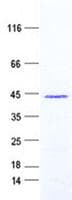 Human C1orf146 Protein (Recombinant GST, N-terminus + His, C-terminus)