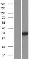 DUSP2 Protein (Over-Expression Lysate Myc-DDK (Flag))