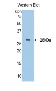 A1BG Antibody (aa313-513)