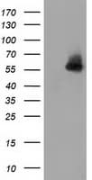 SNTA1 / Syntrophin Alpha 1 Antibody (clone OTI2B4)