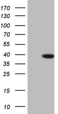 KLF2 Antibody (clone OTI3D10, Carrier-free)