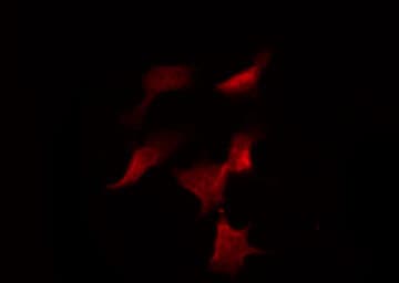 CASP9 / Caspase 9 Antibody