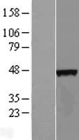 C4orf17 Protein (Over-Expression Lysate Myc-DDK (Flag))