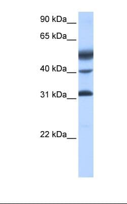 Polyclonal Rabbit anti-Human ATF1 Antibody (C-Terminus, IHC, WB)