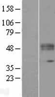 POGLUT1 Protein (Over-Expression Lysate Myc-DDK (Flag))