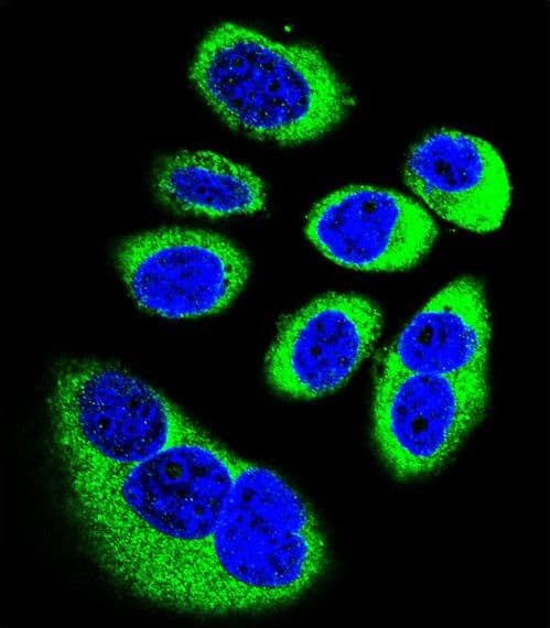 GOT1L1 Antibody (aa346-375)