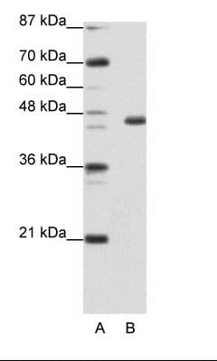 EGR4 / EGR-4 Antibody (C-Terminus)