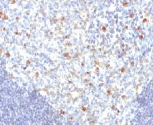 Monoclonal Mouse Anti-Human IgM Secondary Antibody (clone MuHC2, IHC, IF, WB)