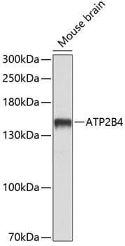 ATP2B4 / PMCA4 Antibody