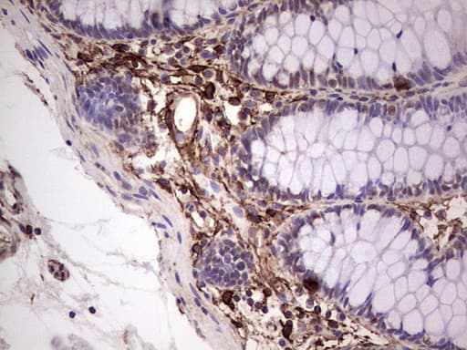 PROCR / EPCR Antibody (aa1-210, clone OTI13E1)