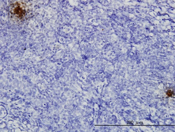 Monoclonal Mouse anti-Human TFPI2 Antibody (clone 3E8, IHC, WB)
