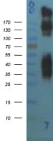 GRM1 / MGLUR1 Protein (Over-Expression Lysate Myc-DDK (Flag))