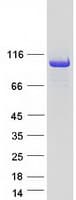 Human OGT / O-GLCNAC Protein (Recombinant Myc-DDK (Flag))