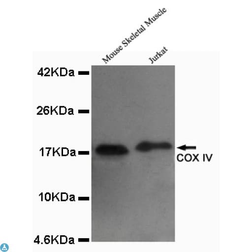 COXIV / COX4 Antibody