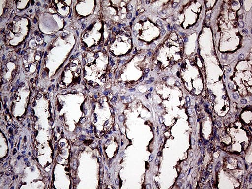 Monoclonal Mouse anti-Human GNAS Antibody (clone OTI13D7, Carrier-free, IHC, WB)