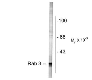 RAB3A Antibody (N-Terminus)