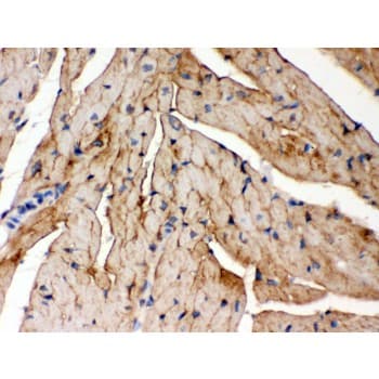 FXYD1 / Phospholemman Antibody (aa21-92)