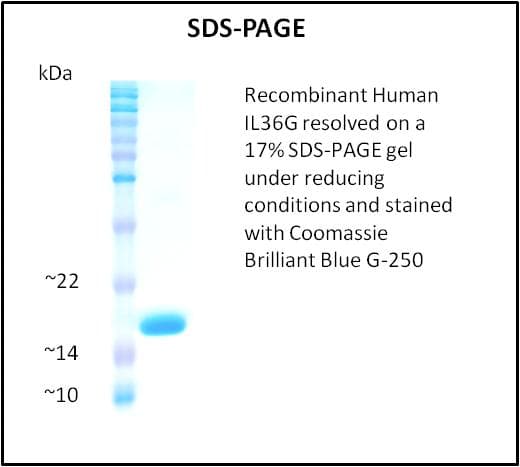 Human IL1F9 Protein (Recombinant)