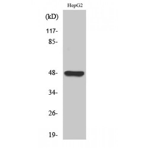 GPR19 Antibody (330-410 aa, C-terminal)