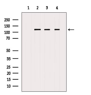 NCL / Nucleolin Antibody