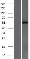 CYP2C18 / CYP2C Protein (Over-Expression Lysate Myc-DDK (Flag))