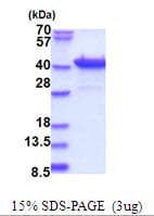 Human PURB Protein (Recombinant His)