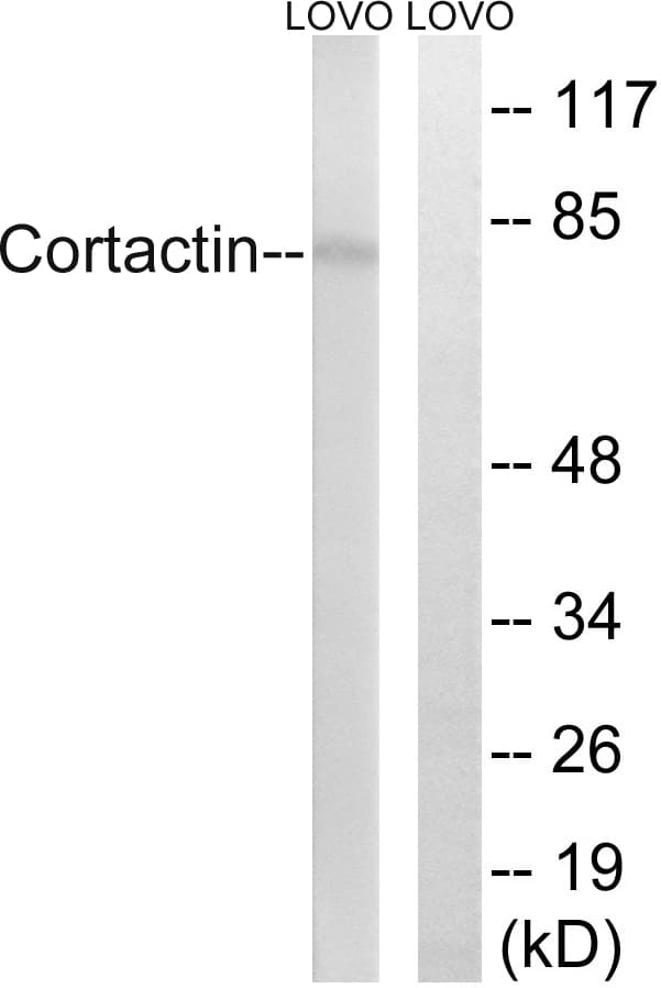 CTTN / Cortactin Antibody (aa441-490)