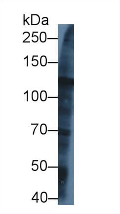 Kinesin 5A / KIF5A Antibody (aa823-1027)