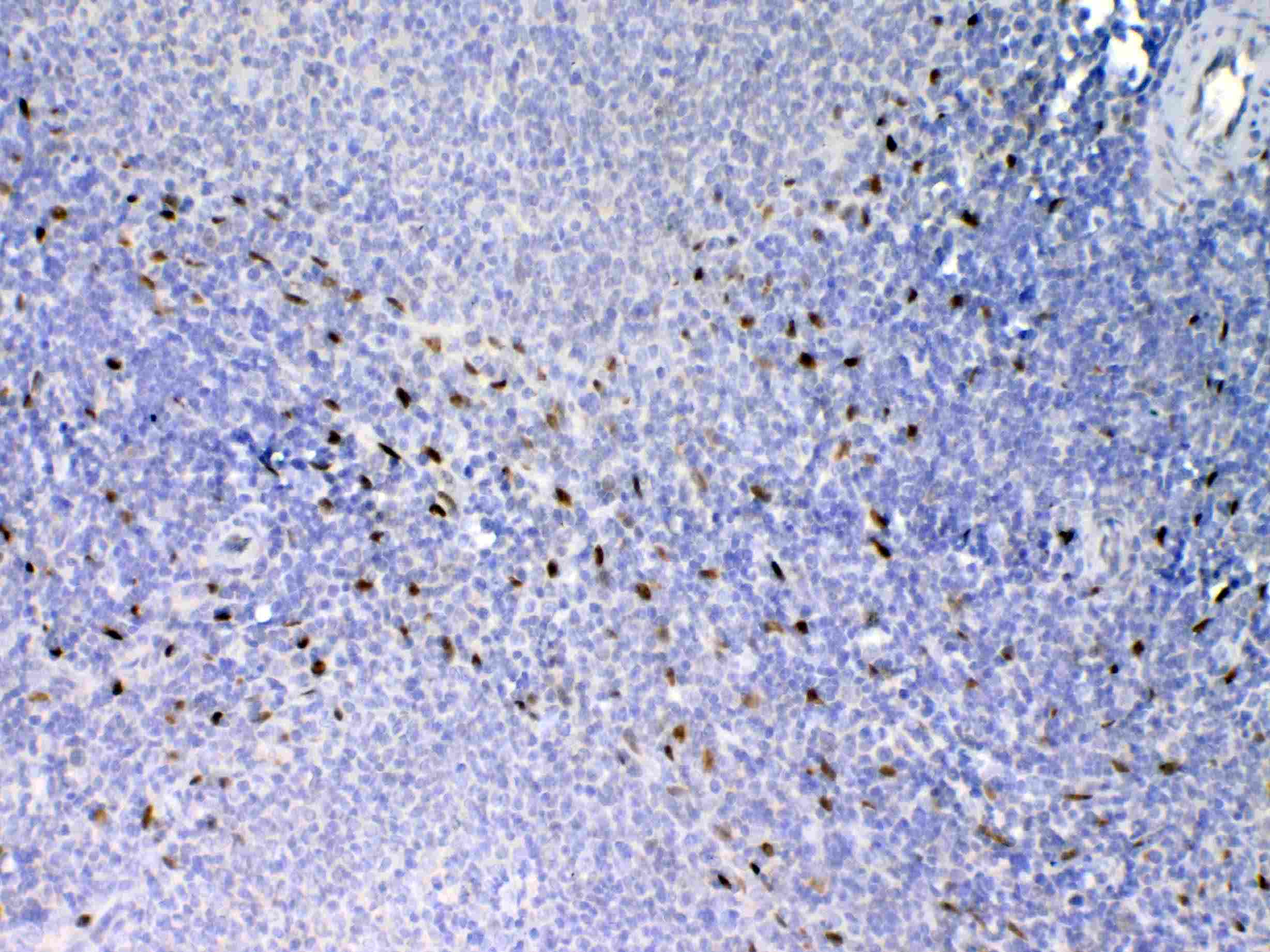Polyclonal Rabbit anti-Rat IL-33 Antibody (IHC, WB)