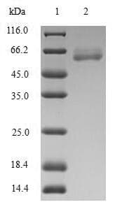 Human ARG2 / Arginase 2 Protein (Recombinant GST, N-terminus)