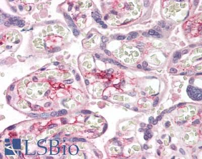 PDPN / Podoplanin Antibody (aa23-143)