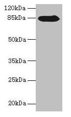 RGS20 / RGSZ1 Antibody (aa40-556)