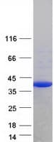 Human FGL1 / Hepassocin Protein (Recombinant Myc-DDK (Flag))