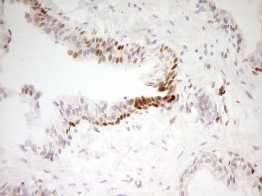 FOS / c-FOS Antibody (clone OTI2D2)