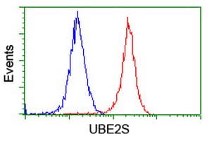 Monoclonal Mouse anti-Human UBE2S / E2 EPF Antibody (clone OTI4B8, WB)