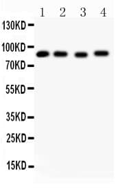 HSP90AA1 / Hsp90 Alpha A1 Antibody (aa2-365)