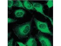 PathPlus™ Pan Cytokeratin Antibody (clone C11)